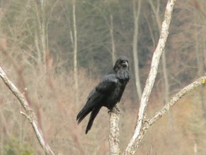 Kolki gross1.jpg Kolki gross1.jpg