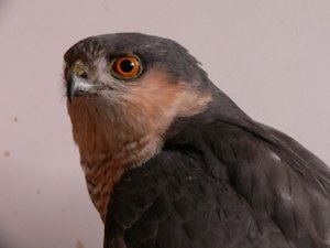 P1240498.jpg P1240498.jpg