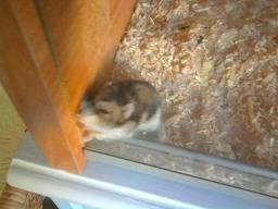 Hamster.JPG