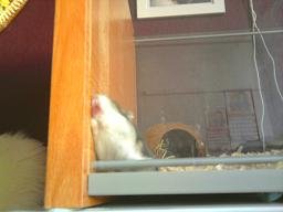 Hamster 2.JPG