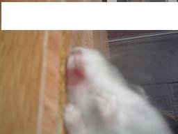 Hamster 3.JPG