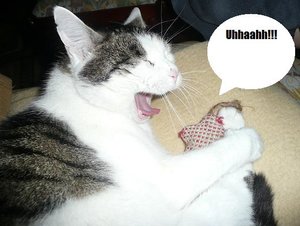 P1060239 tierforum blase.jpg