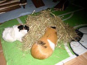 lilly und rosi im heu.JPG