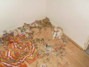 SL374778.jpg SL374778.jpg