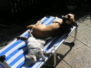 tierfoto divers 153.jpg