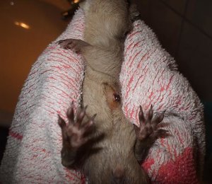 SparkyWunde 004.jpg SparkyWunde 004.jpg