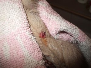 SparkyWunde 010.jpg SparkyWunde 010.jpg