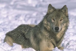 Wolf%2004.jpg