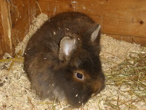 FÃ¼r das Tierforum002.jpg