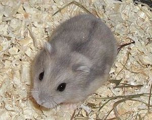 Hamster.jpg