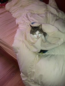 handy bilder wildfire 043.jpg