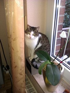 handy bilder wildfire 036.jpg