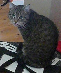 P1070182 tierforum carli.jpg