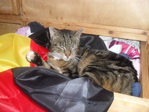 Katzen 2010 030.jpg