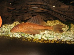 63154_178727455487398_100000504355281_583067_6868433_n.jpg 63154_178727455487398_100000504355281_583067_6868433_n.jpg