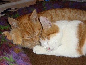 Kastrierte Kater.jpg