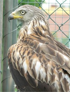 02-07-05 Rotmilan Portrait.jpg 02-07-05 Rotmilan Portrait.jpg