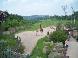 zoo-giraffe.jpg