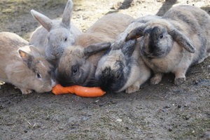 Kaaos082-1.jpg Kaaos082-1.jpg