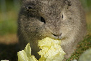 neuu074-1.jpg neuu074-1.jpg