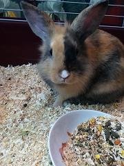 Kleks voll sÃ¼ÃŸ.JPG