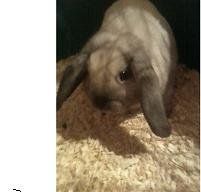 mÃ¶rli voll sÃ¼ÃŸ.JPG