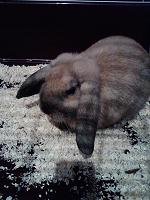 schnuffel voll sÃ¼ÃŸ.JPG