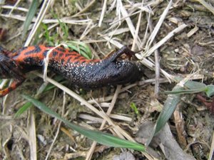 IMG_8745 (Medium) (Small).JPG