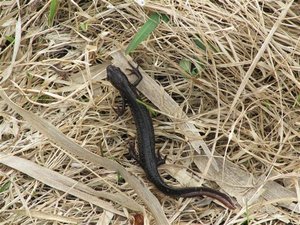 IMG_8749 (Medium) (Small).JPG