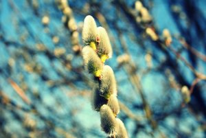 PalmkÃ¤tzchen 2 2.jpg