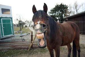 Ikarus gÃ¤hnen.jpg