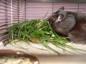 SL373511.jpg SL373511.jpg