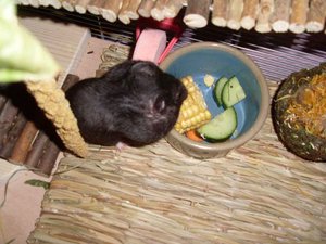 SL373510.jpg SL373510.jpg