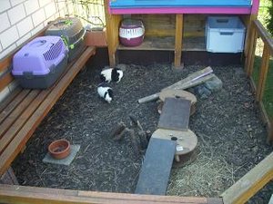 Schweine & Timon 003.jpg