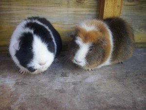 Schweine & Timon 020.jpg