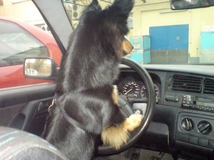 buddy fÃ¤hrt auto.JPG