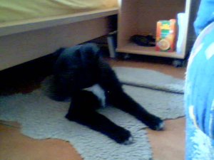 2011-03-31 17-20-05.574.jpg