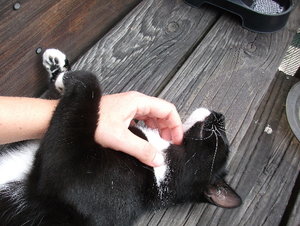 Blackie gekrault.jpg