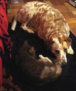 K640_gina und mimi - heller.JPG