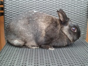 Feline.. =) 2, 5 kg.jpg