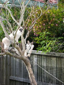 BlÃ¼hende KÃ¤tzchen.jpg