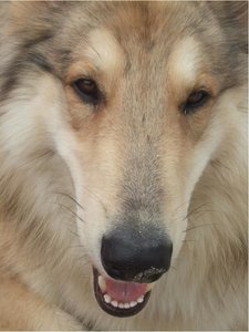 Rocky Portrait Sommer 2010 Tierforum.JPG
