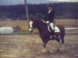 Braunes Pferd (29).jpg