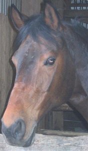 SweetTessa - Kopie.jpg