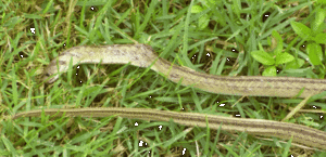 halbtote Schlange 57.gif