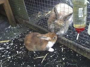 bienchen seppel 1.jpg