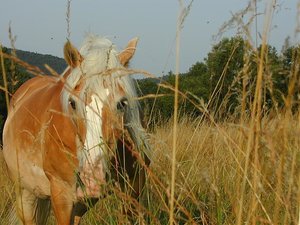 Bilder von Pferden 001.jpg