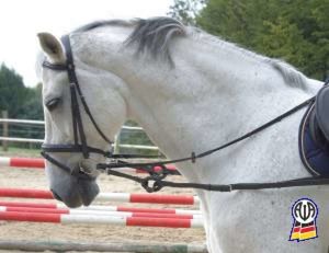 Aubinder longieren.jpg