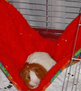 2008_3MÃ¤rz_Gerry_HÃ¤ngematte 500 x(4).jpg