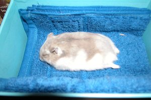 Kopie von DSCN5990.JPG